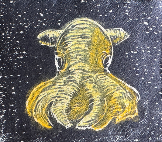 Dumbo blekksprut