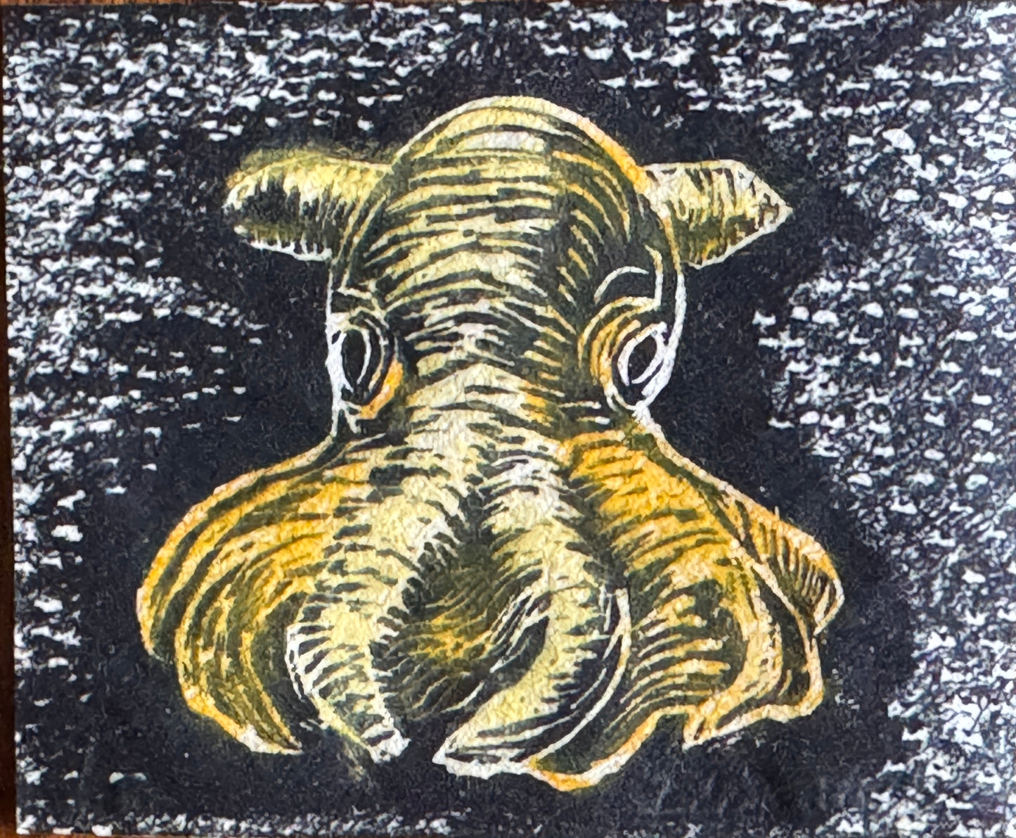 Dumbo blekksprut