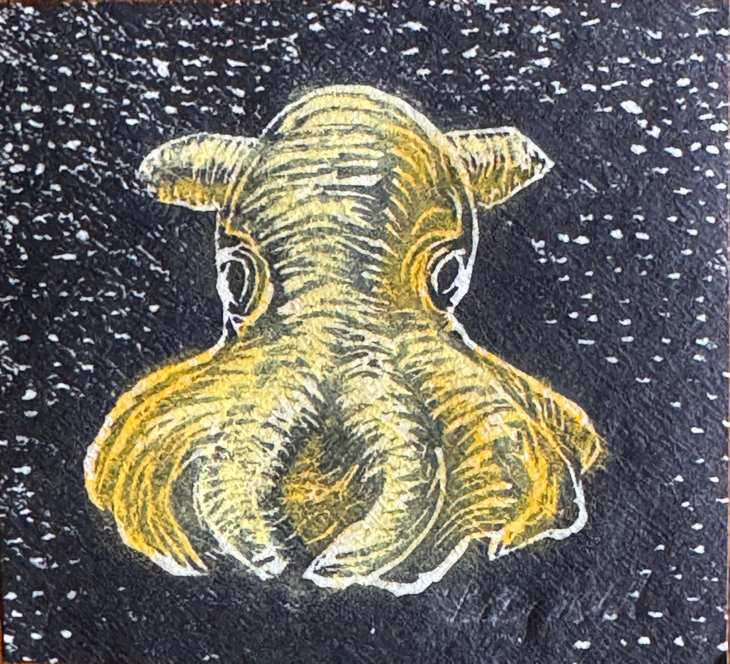 Dumbo blekksprut