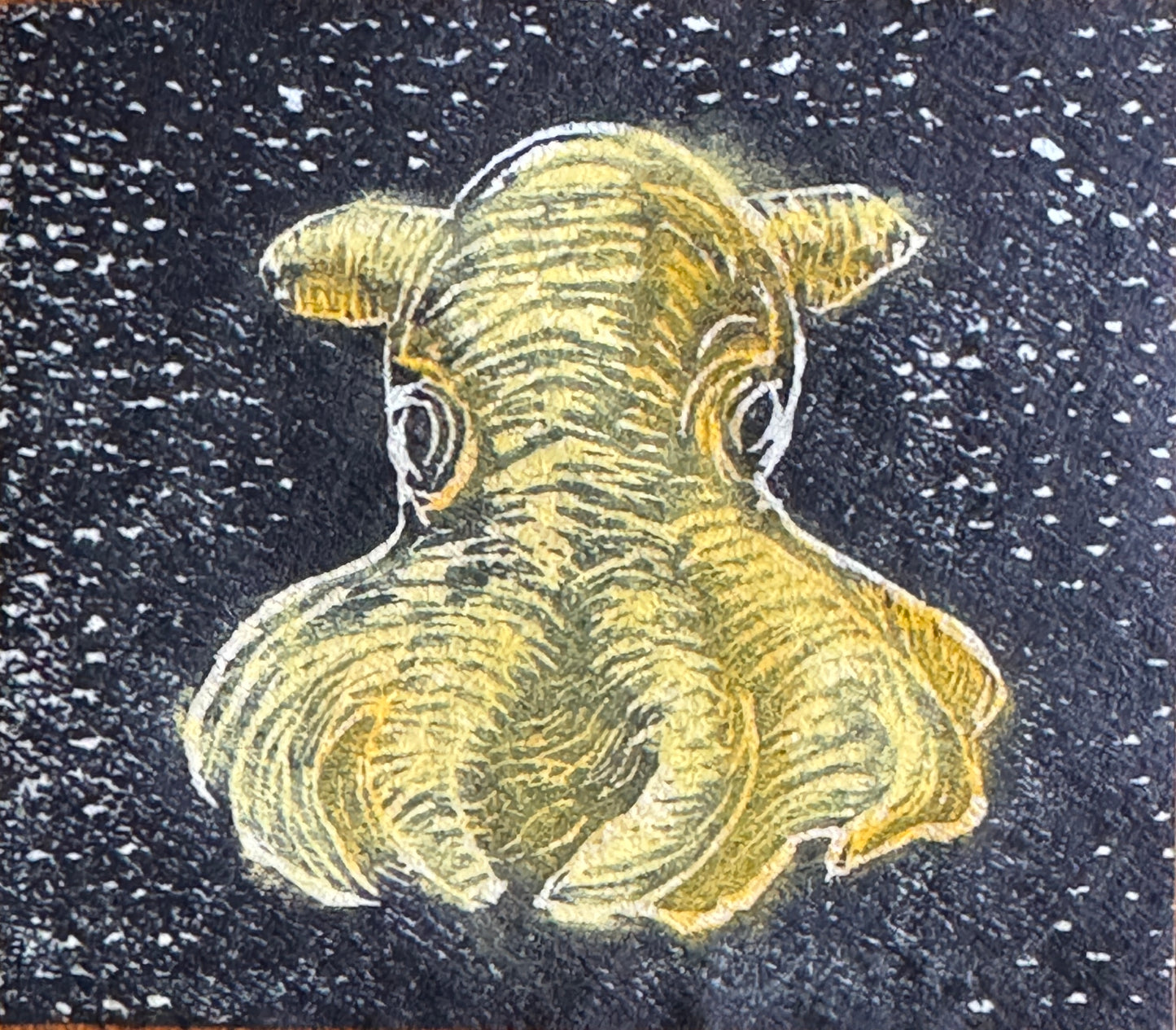 Dumbo blekksprut