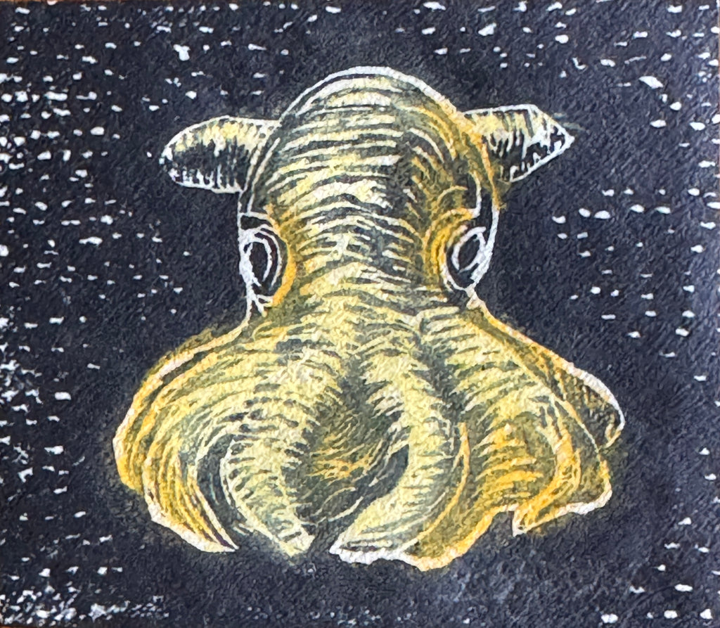 Dumbo octopus
