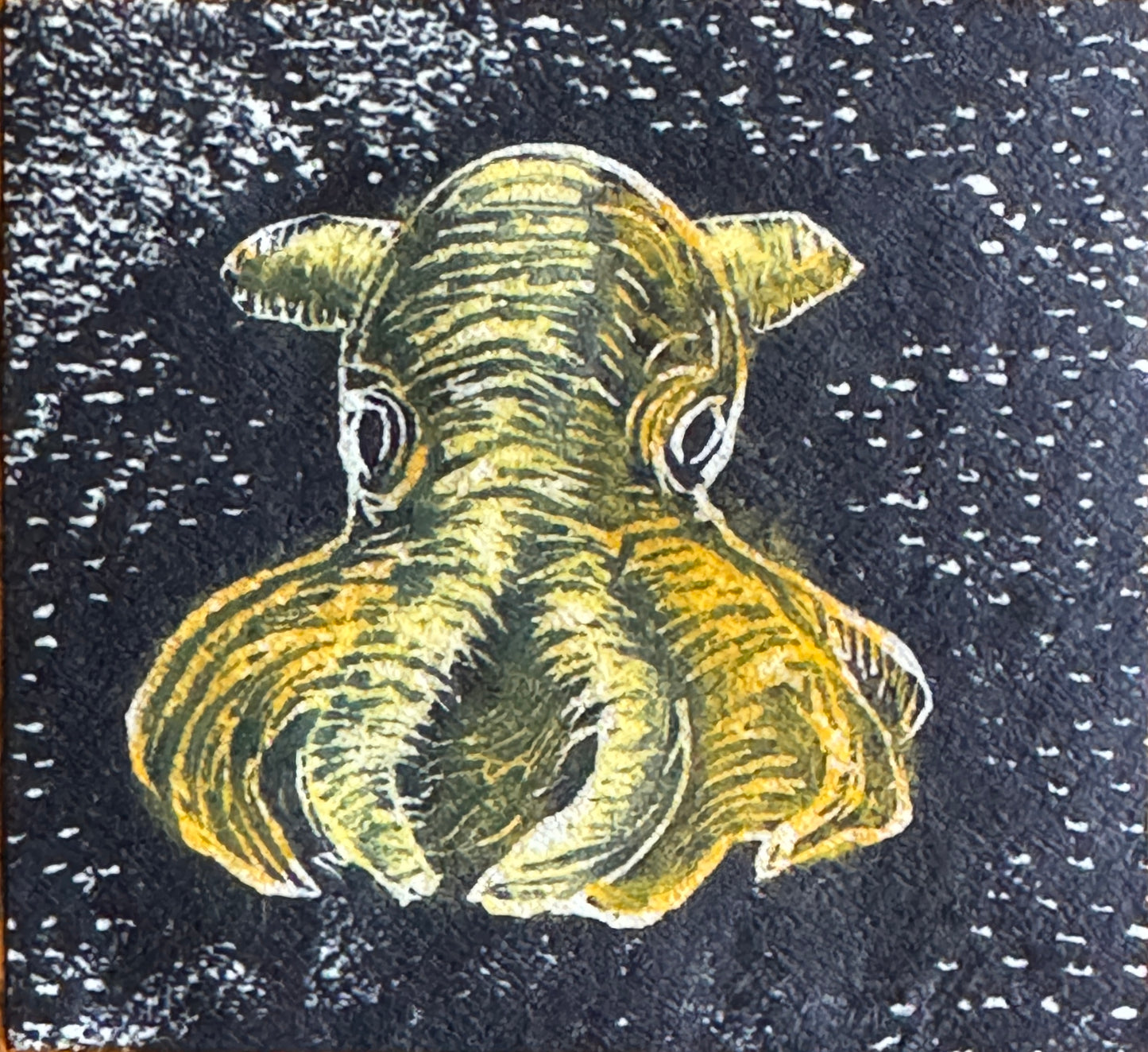 Dumbo blekksprut