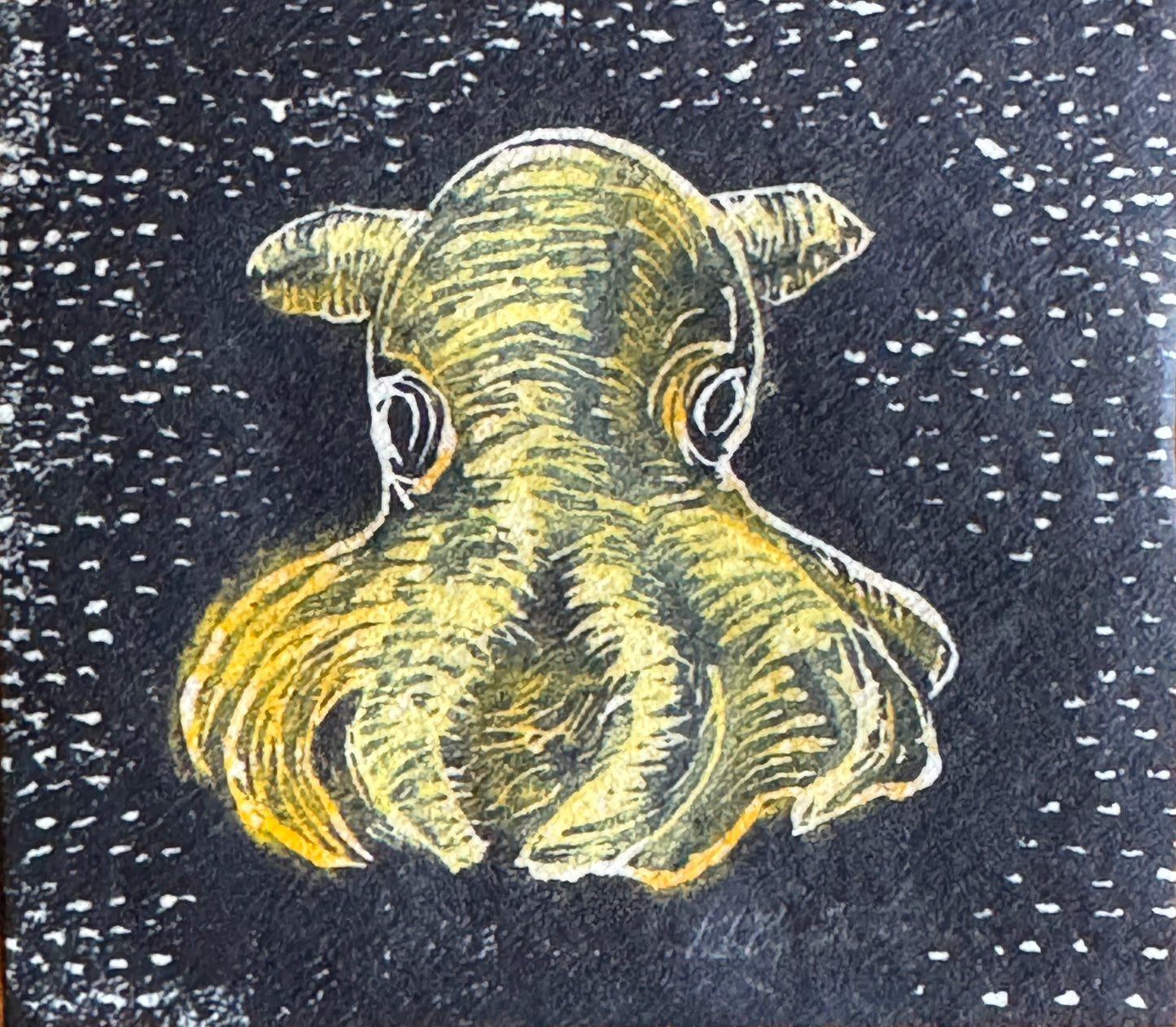 Dumbo blekksprut