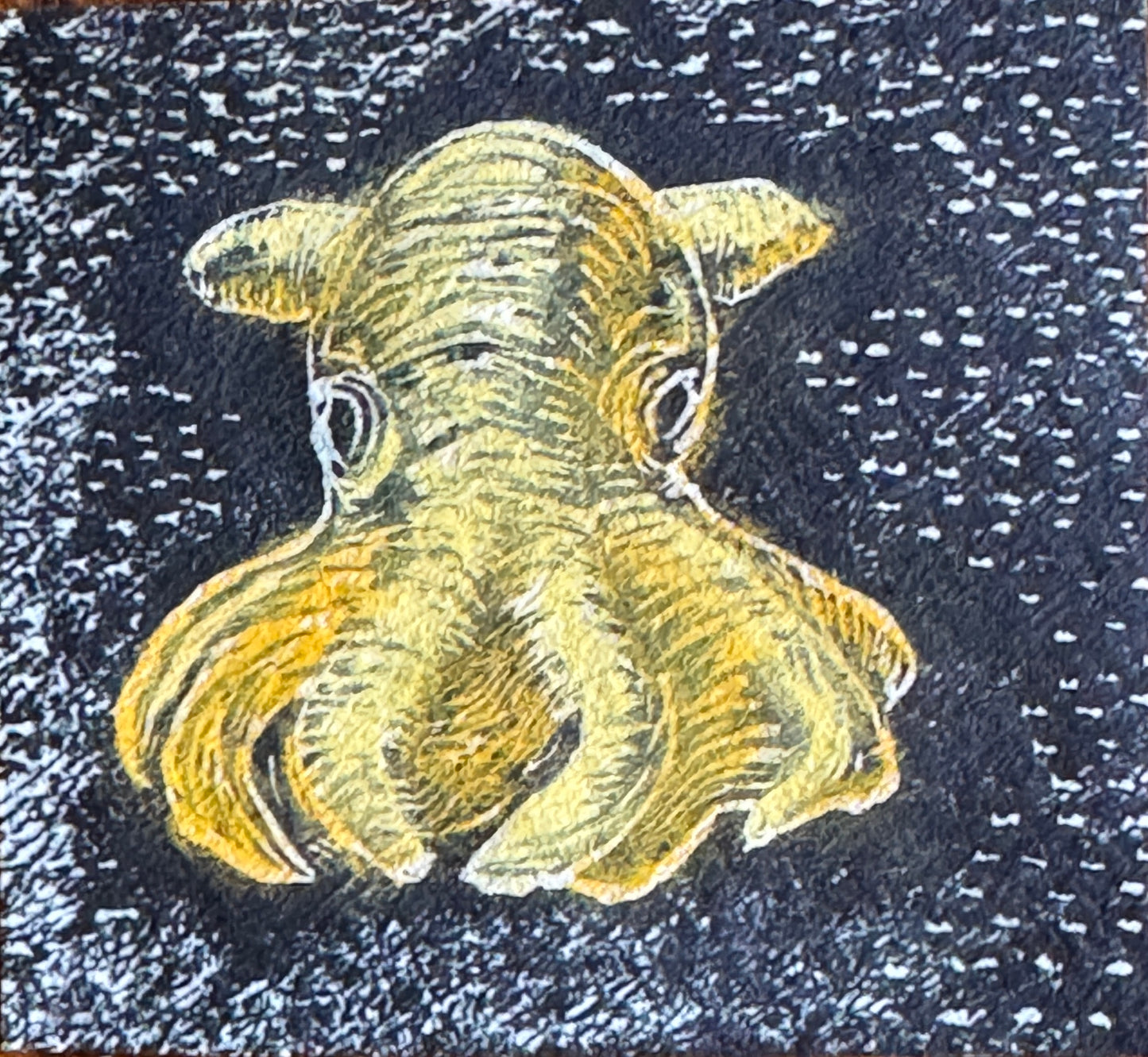 Dumbo blekksprut