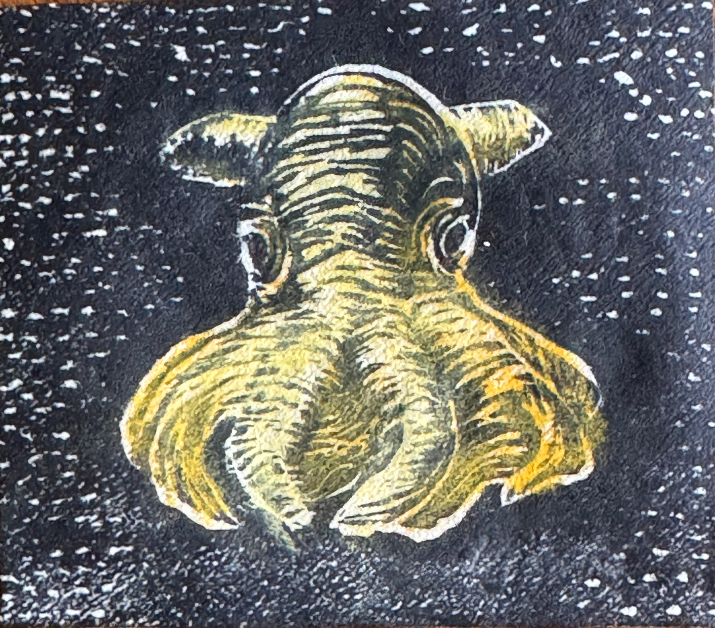 Dumbo blekksprut