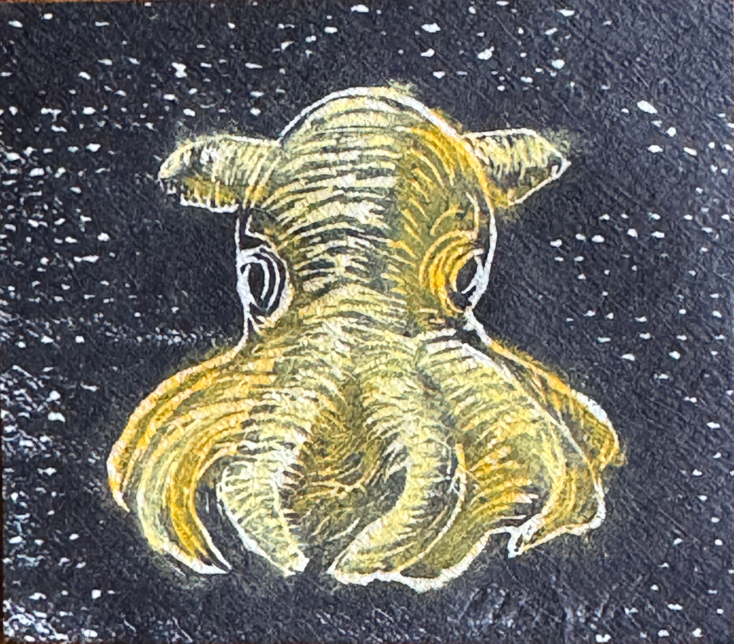 Dumbo blekksprut